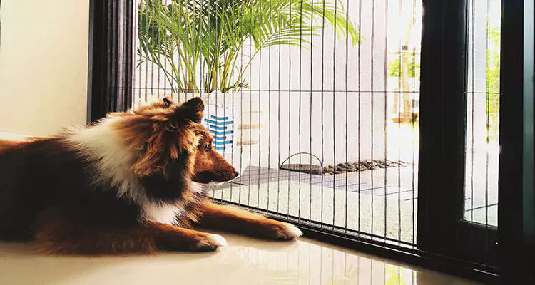 Sliding Screen Pet Door Repair in South San Francisco, CA