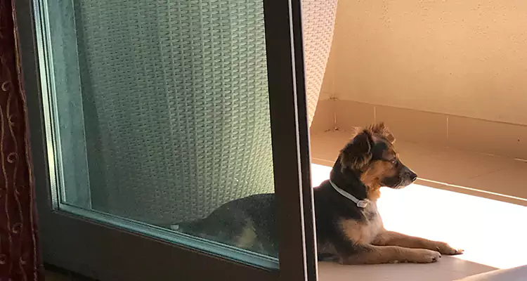 French Door Pet Screen Repair in South San Francisco, CA